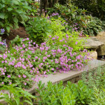 Perennial Garden by Cording Landscape Design