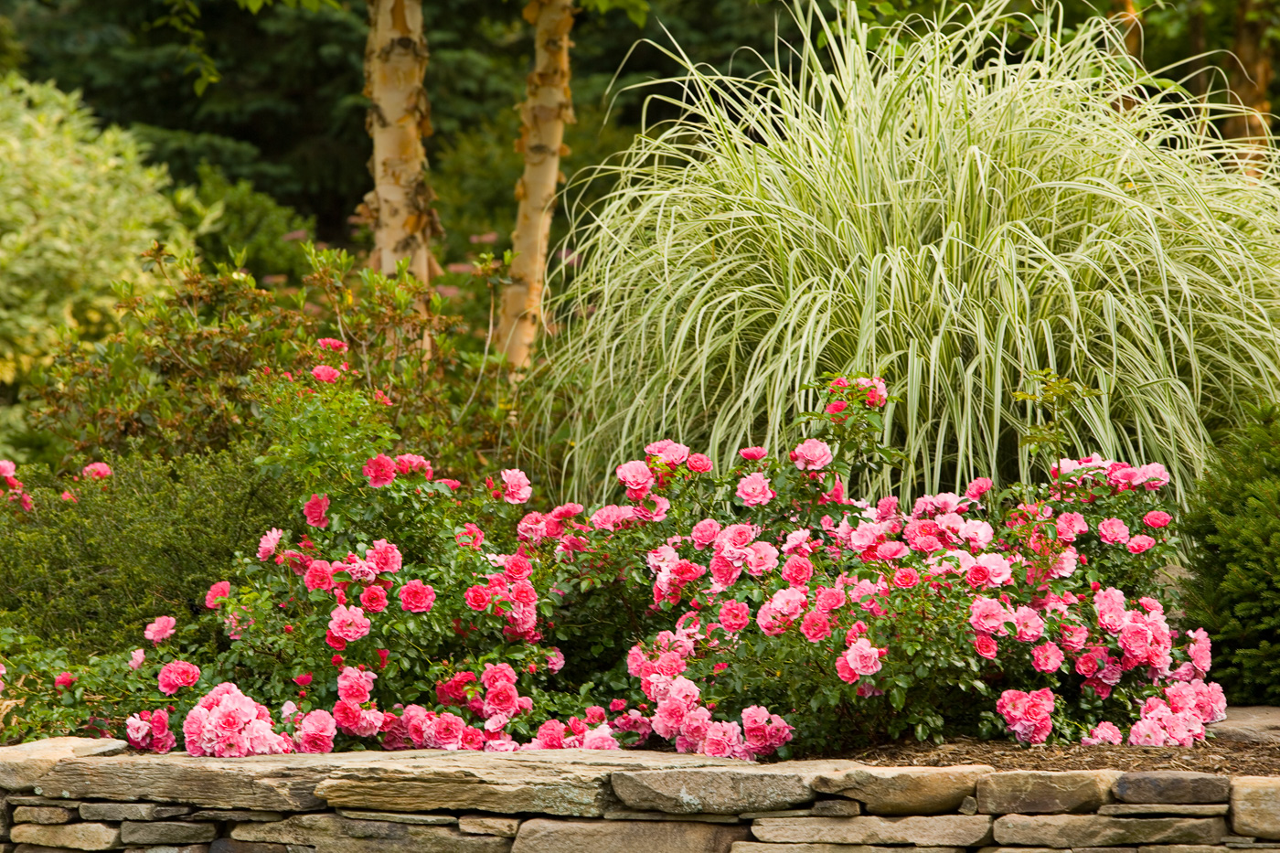 Seasonal Garden by Cording Landscape Design