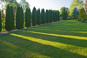 Screening and Privacy Landscaping by Cording Landscape Design