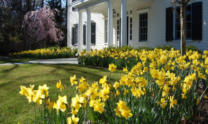 Seasonal Garden by Cording Landscape Design