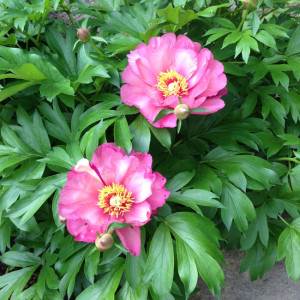 Keiko Itoh Peony - NJ Landscaper