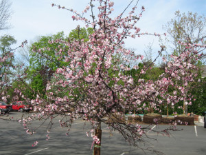 Candy Mint Crabapple - Landscaper NJ