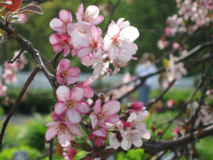 Candy Mint Crabapple - NJ Landscaping