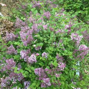 Dwarf Korean Lilac