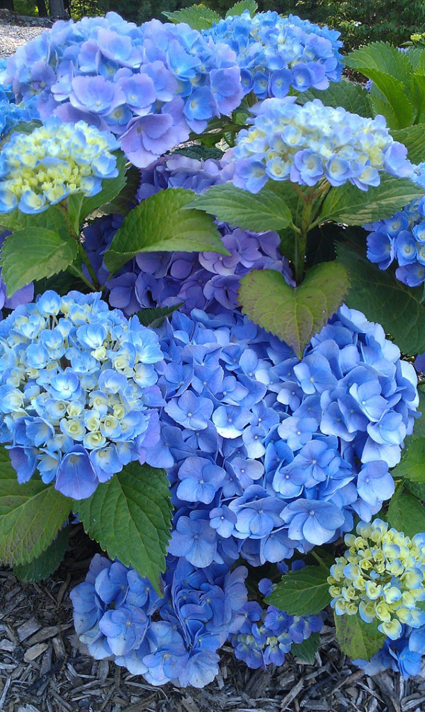 25 Gorgeous Plants That Will Beautify Your Home And Garden // Forever Ever Blue Heaven Hydrangea