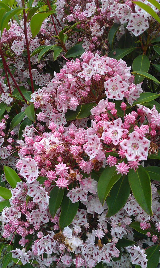 25 Gorgeous Plants That Will Beautify Your Home And Garden // Olympic Wedding Mountain-Laurel