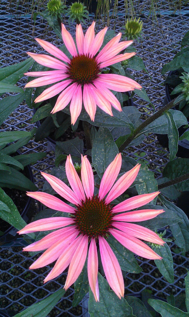25 Gorgeous Plants That Will Beautify Your Home And Garden // Summer Sky Coneflower