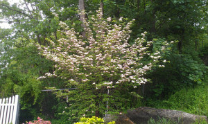 stellar pink dogwood tree - new jersey landscaping