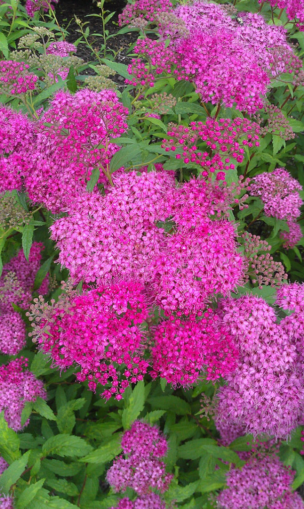 25 Gorgeous Plants That Will Beautify Your Home And Garden // Anthony Waterer Spirea