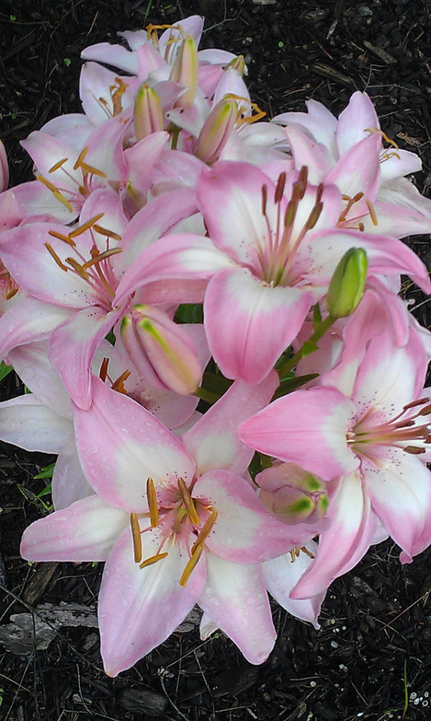 25 Gorgeous Plants That Will Beautify Your Home And Garden // Vivaldi Asiatic Lily