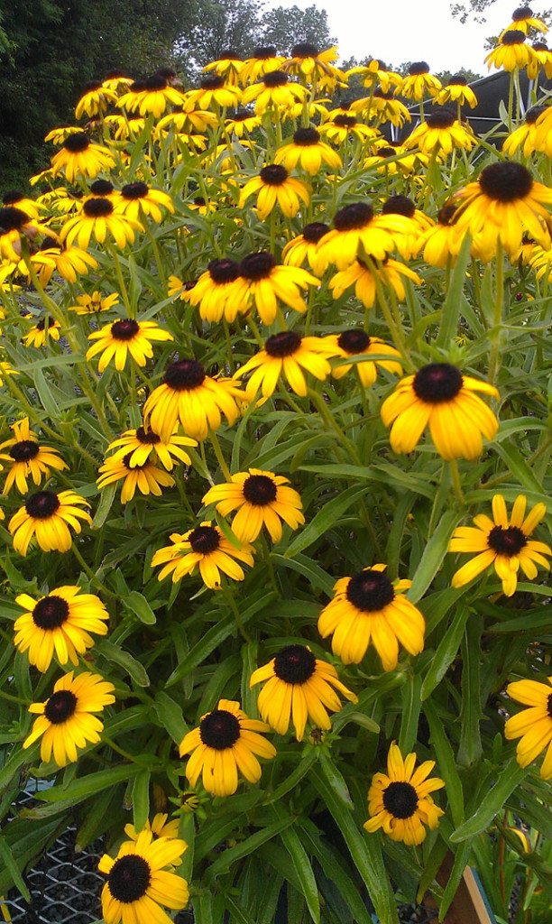 25 Gorgeous Plants That Will Beautify Your Home And Garden // Viettes Little Suzy Black Eyed Susan